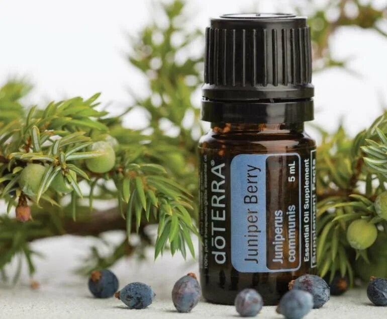 Можжевельник ягода. Экстракт можжевельника. Можжевельник обыкновенный лекарственные препараты. Можжевельник запах. Можжевельник лекарство.