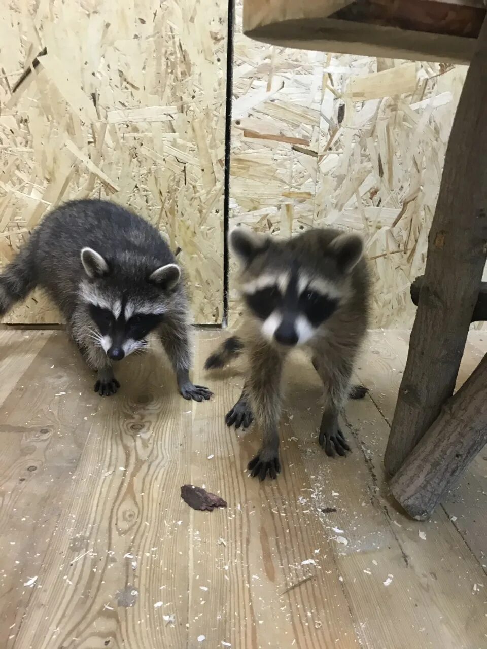 кафе с енотами омск