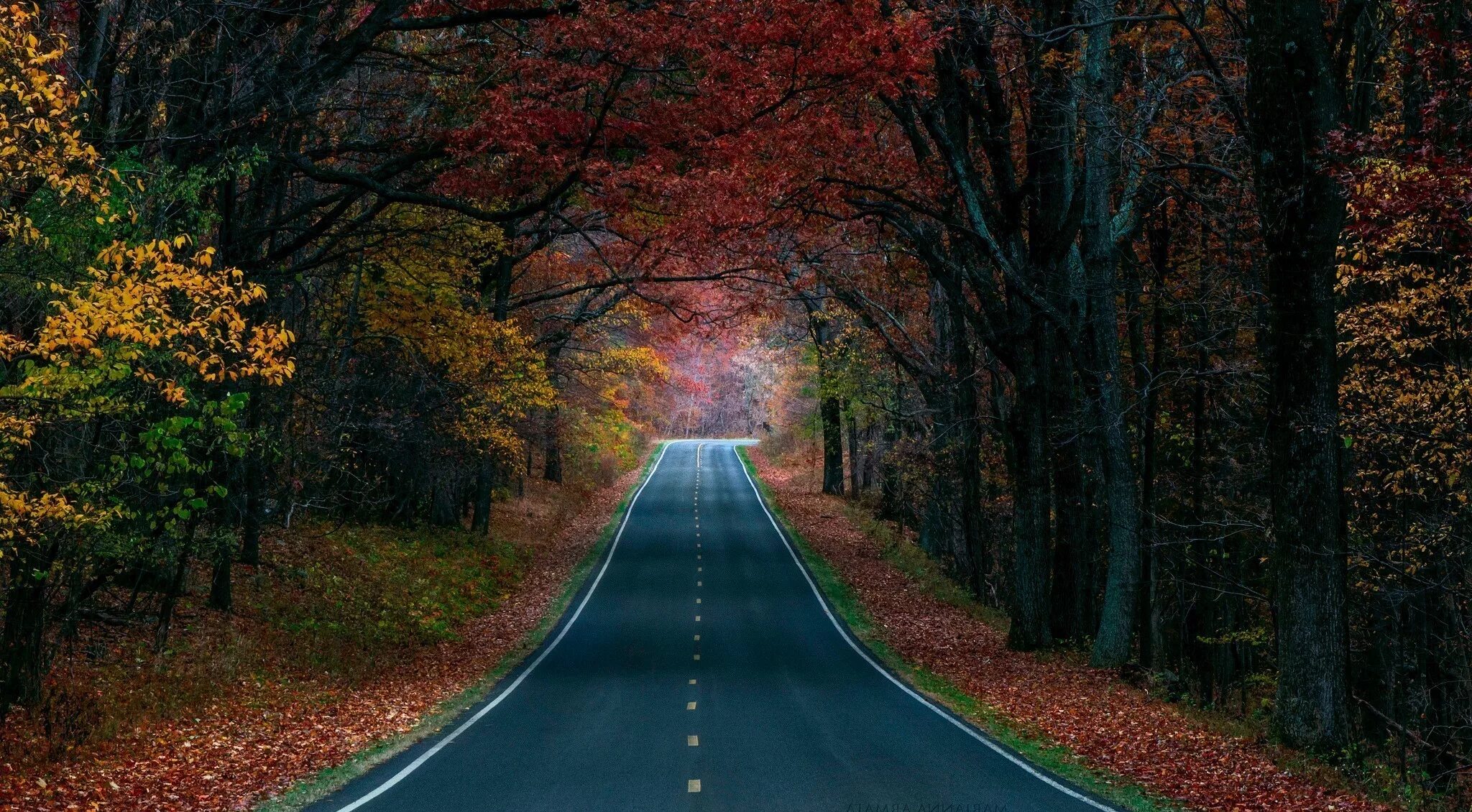 Осень 2025 года. Осенняя дорога. Дорога в лесу. Дорога в осень. Красивая дорога.