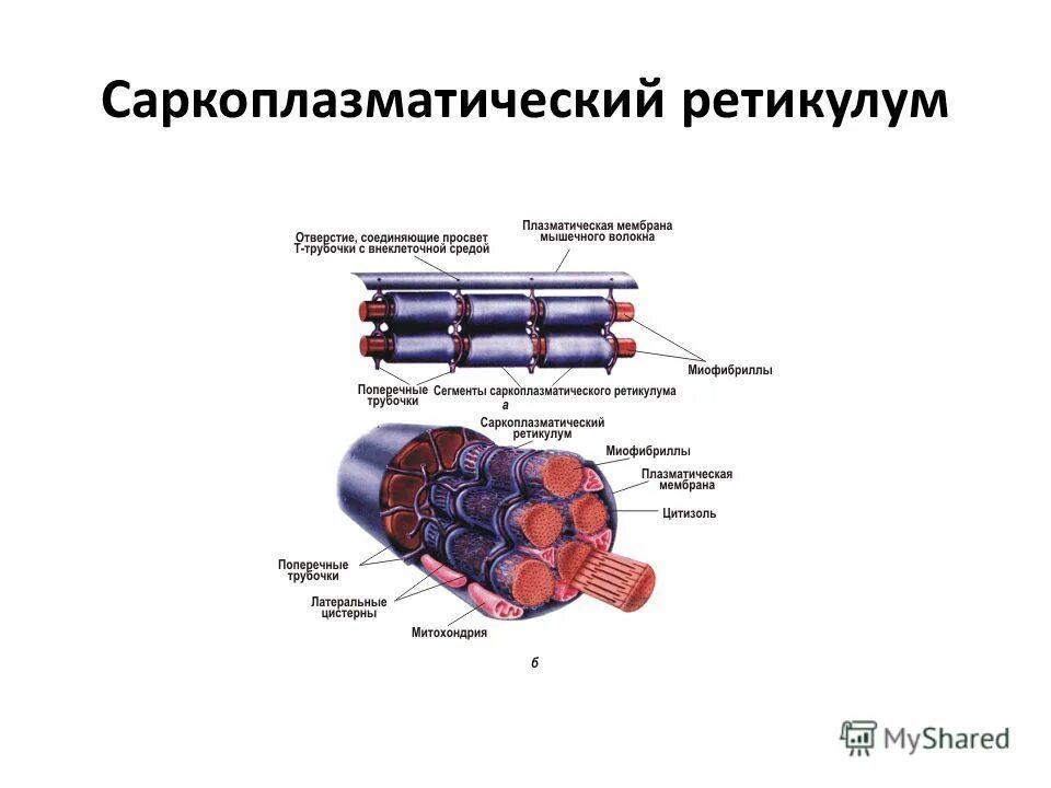 Эндоплазматический ретикулум строение. Саркоплазматический ретикулум. Саркоплазматический ретикулум и т трубочки. Саркоплазматический ретикулум цистерны. Цистерны ретикулума.