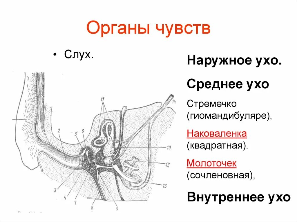 Строение среднего уха у млекопитающих. Строение органа слуха млекопитающих. Строение пуха млекопитающих. Строение органов слуха млекопитающих схема.