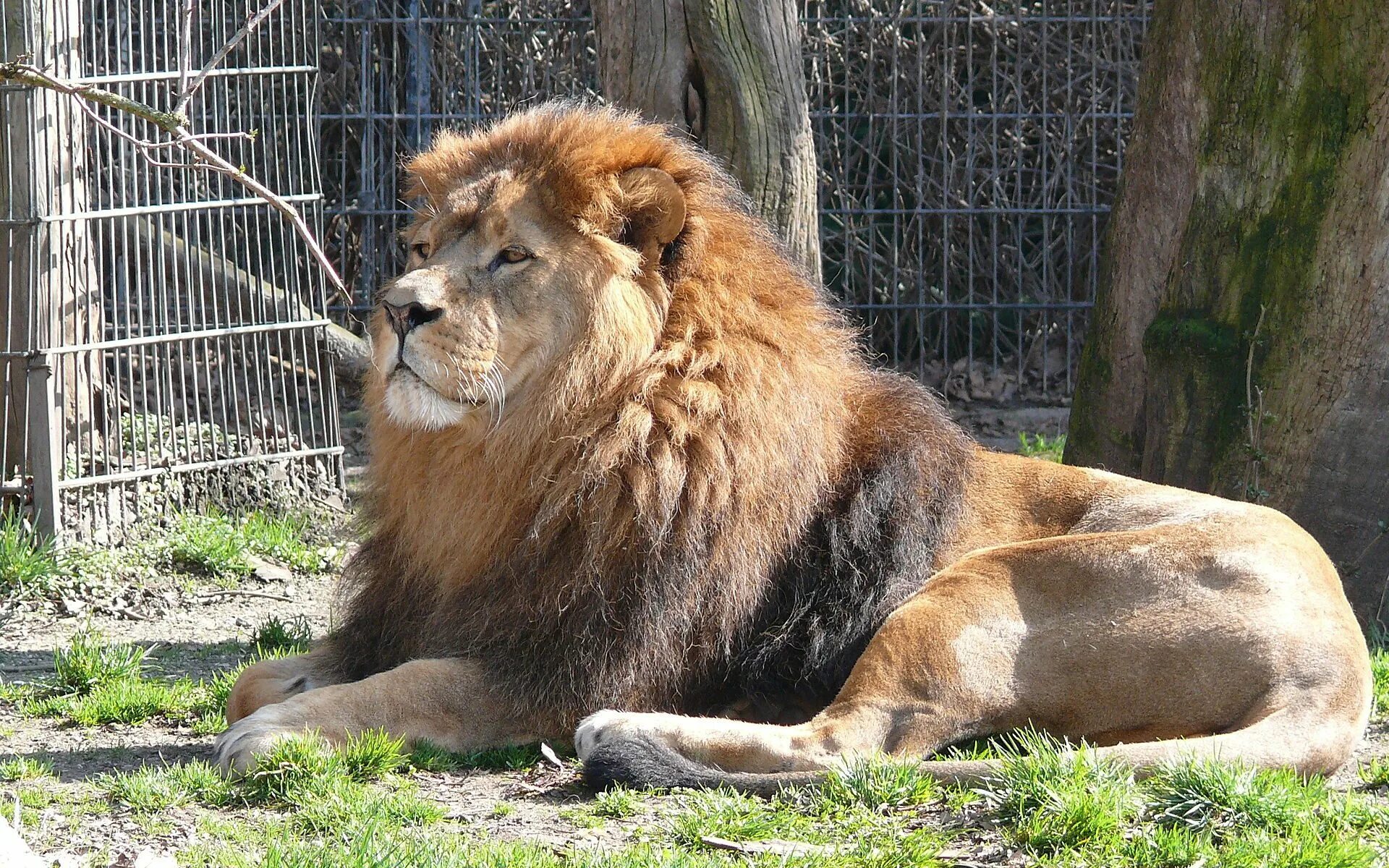 Дортмунд зоопарк. Дортмундский зоопарк. Лукас Лев. Dortmund Zoo foto.