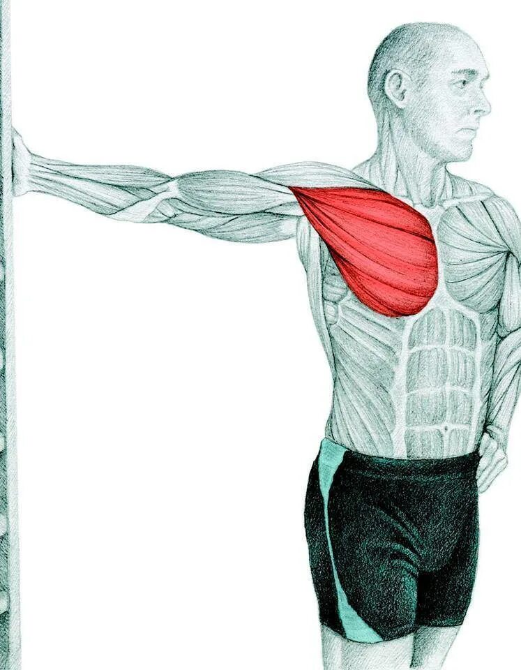 Pectoralis major. Большие грудные мышцы руки. Pectoralis major. Pectoralis major мышца. Большая грудная мышца.