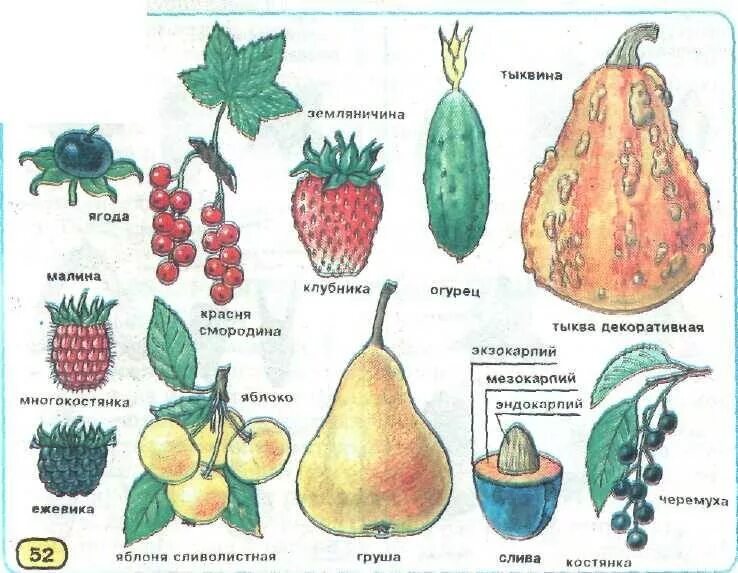 Ягода с ботанической точки зрения. Ягода плод ботаника. Ягоды с точки зрения ботаники. Овощи и ягоды в ботанике.
