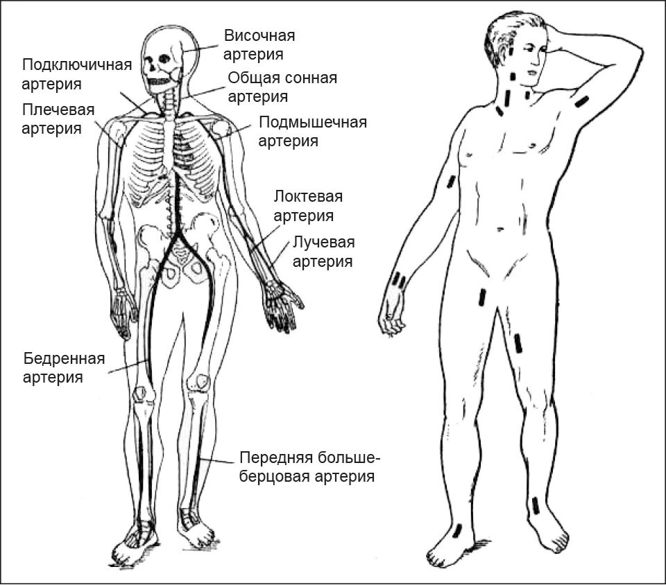 Точки прижатия артерий таблица. Основные точки пальцевого прижатия артерий. Точки пальцевого прижатия артерий таблица. Точки пальцевого прижатия артерий для остановки кровотечения.