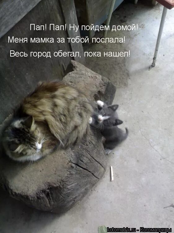 Мемы че. Котики с надписями. Приколы про андрея. Кто обижается тот рифма. Надпись тут никого нет.
