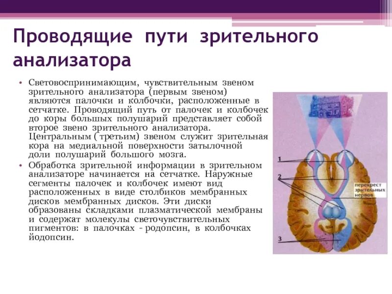 Проводящие пути зрительного анализатора физиология. Путь зрительного анализатора анатомия. Проводящие пути зрительного анализатора анатомия. Проводящий путь зрительного анализатора анатомия. Тест 24 органы чувств зрительный анализатор