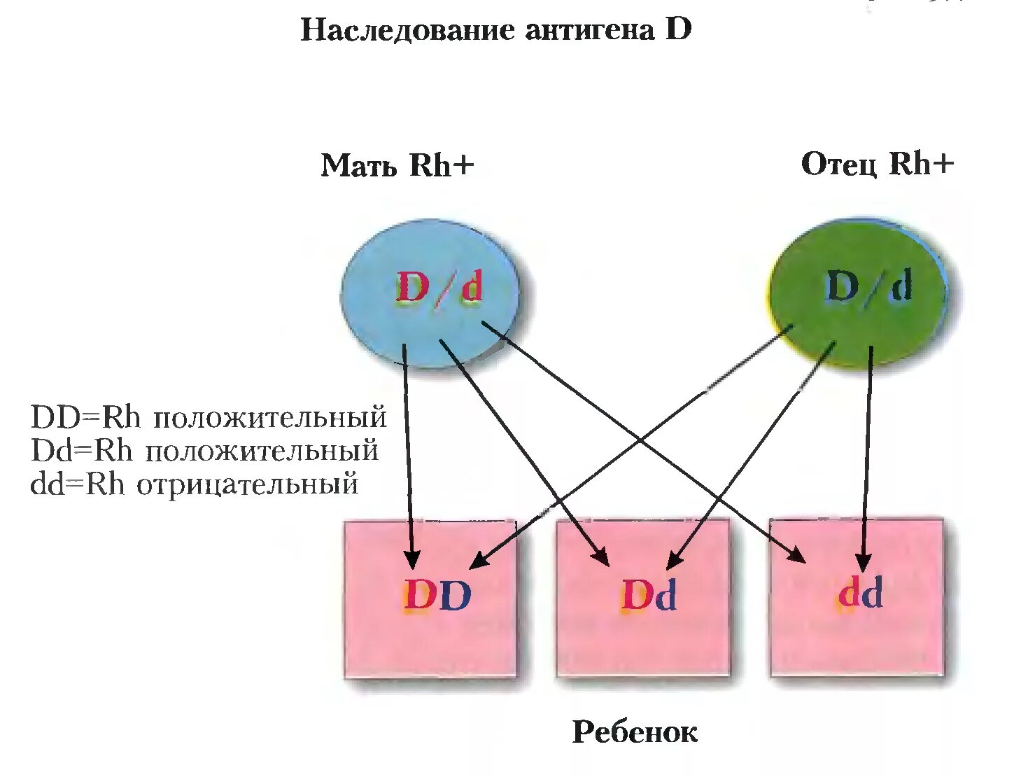 Резус фактор ген задачи. Резус фактор схема наследования. Генетическая схема наследования резус фактора. Резус фактор аутосомно доминантный. Резус фактор гетерозигота.