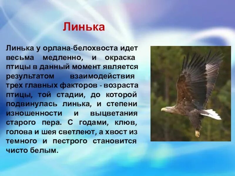 Что значит линька. Линька птиц. птица линяет. линька в жизни птиц. орлан белохвост ареал обитания.