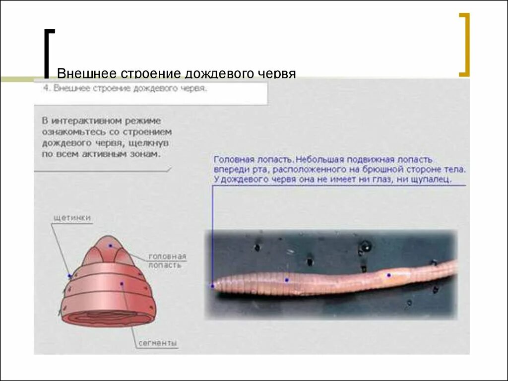 Сегментированные черви. Строение головной лопасти кольчатых червей. Головная лопасть сегменты тела и дождевого червя. Головная лопасть аннелид. Головная лопасть дождевого червя.