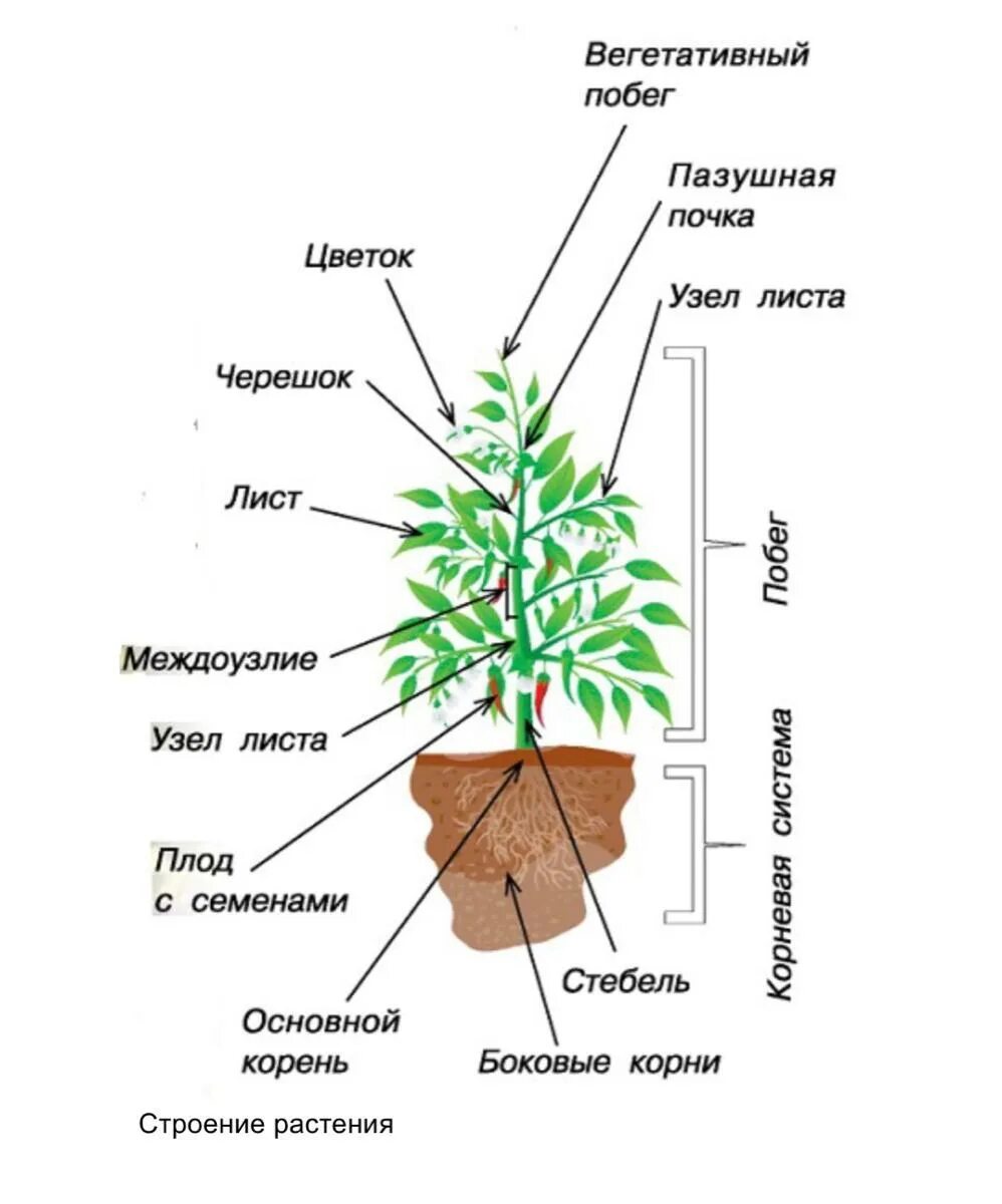 Строение растения рисунок с подписями. Строение растения. Структура растения. Внешнее строение растений. Строение комнатных цветов схема.