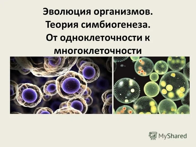 Законы развития организмов