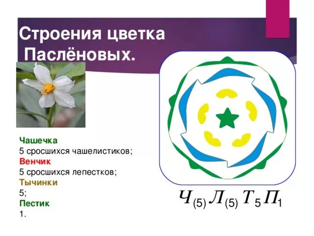 Ч5л5т п какой цветок. Формула цветка пасленовых растений. Семейство Пасленовые формула цветка. Семейство Пасленовые диаграмма цветка. Формула цветка растений семейства пасленовых.