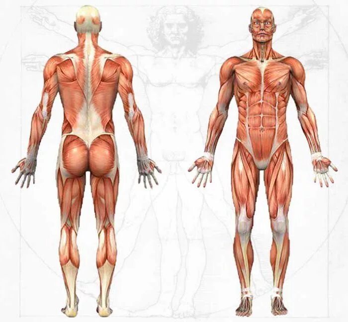 Анатомия мышечной системы. Мышечная система человека анатомия. Мышцы тела человека анатомия. Мышечный скелет. Главная мышца тела