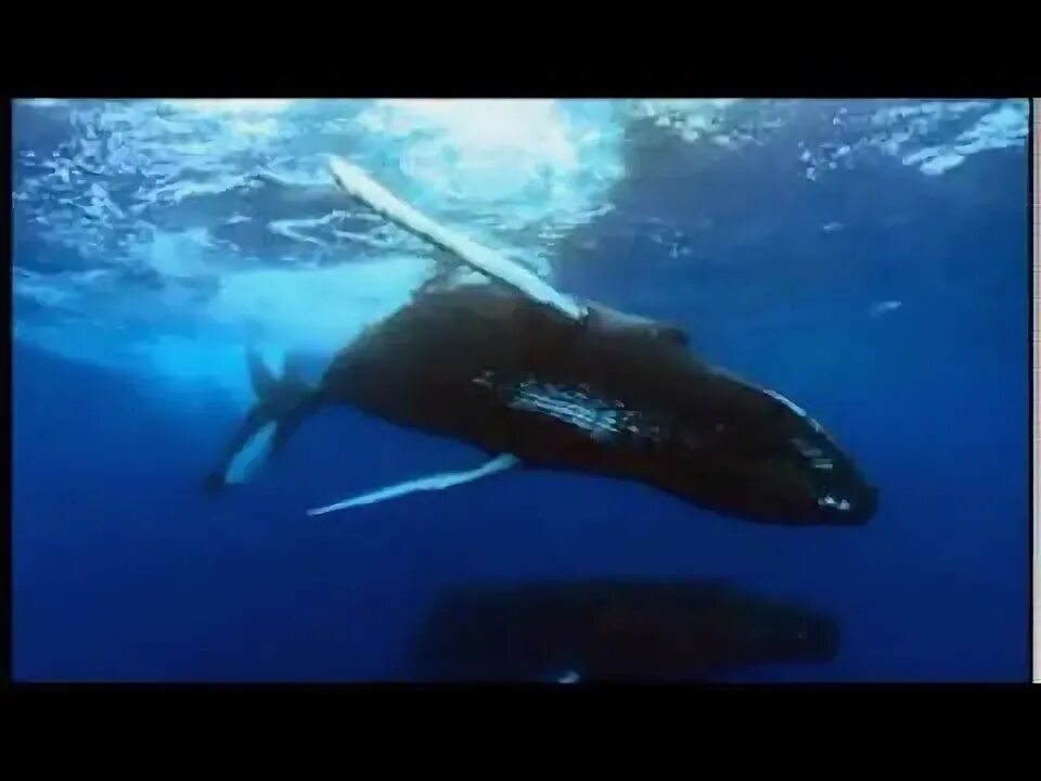Горбатый кит. Звуки китов. Whalesong studio. Киты звуки видео. Звуки китов слушать.