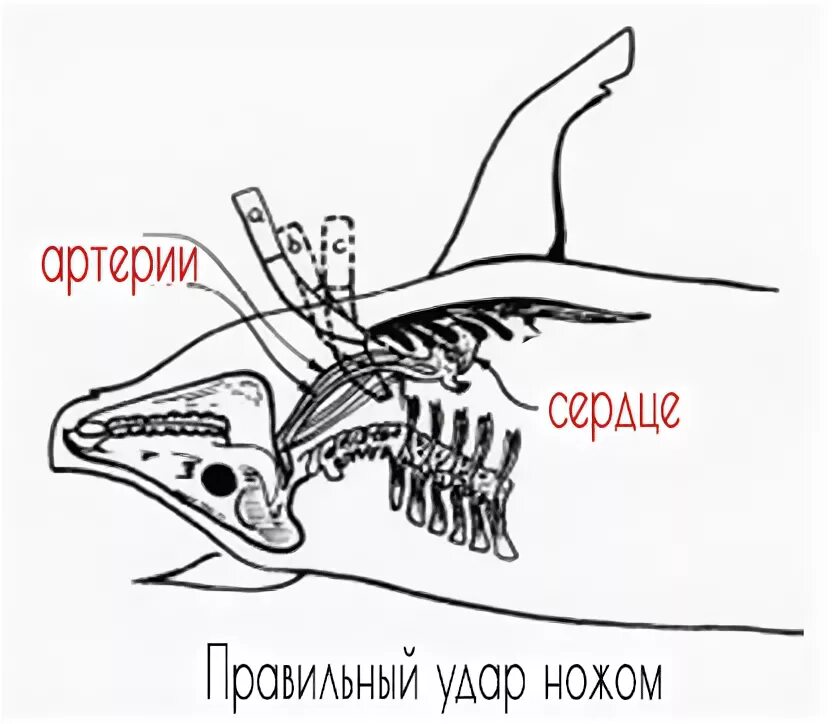 Артерия у свиньи где находится фото. Сонная артерия у поросенка. Забой свиньи в сонную артерию.