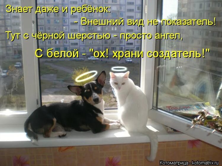 семейное положение нет даже кота. знает даже кот. кот мем. позитивные высказывания. цитаты про кошек смешные.