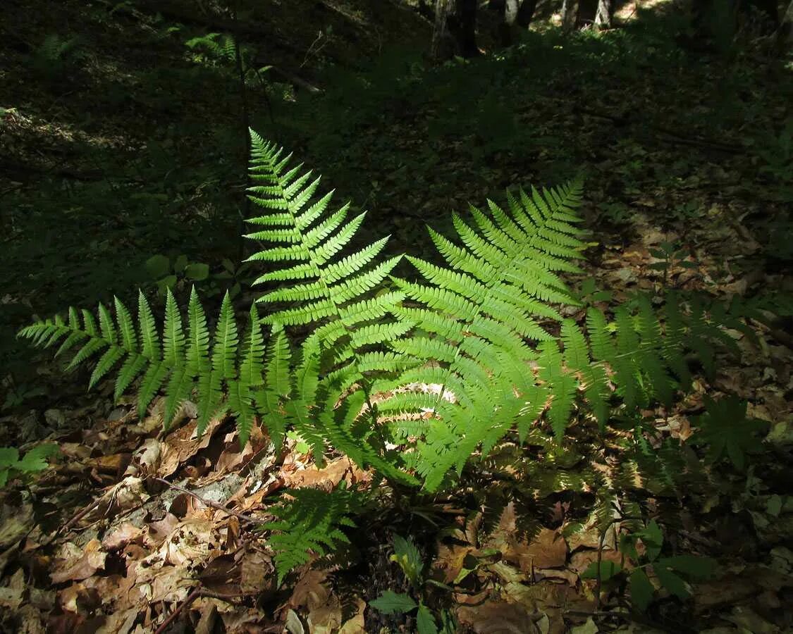 Папоротник Щитовник. Папоротник Щитовник мужской. Dryopteris filix-mas. Dryopteris - Щитовник.