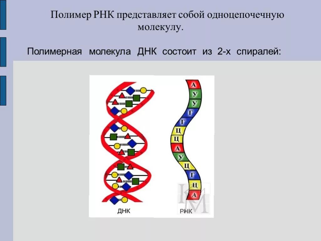 Что представляет собой молекула РНК. Молекула РНК представлена. Молекула ДНК представляет собой.