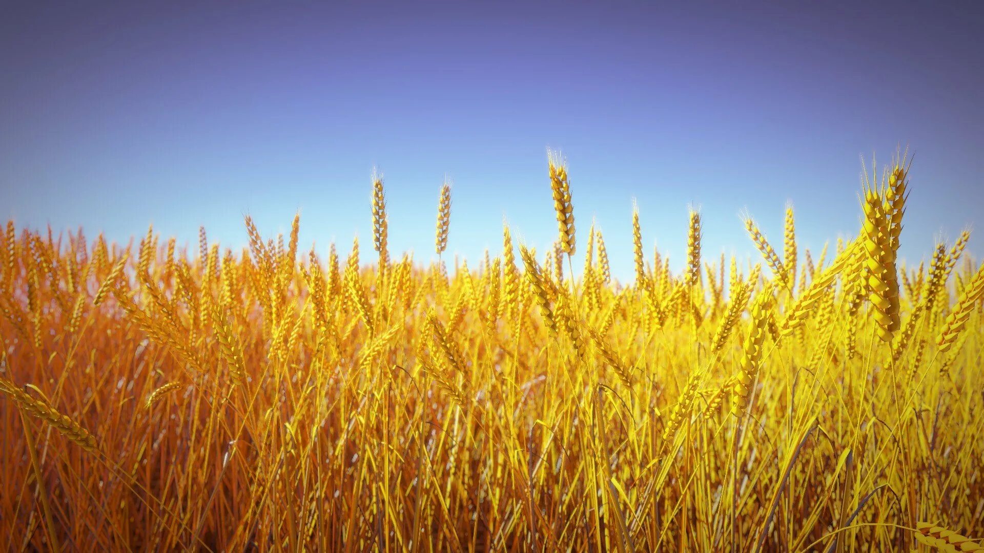 Отличные пшеничные. Пшеничное поле. Колосья пшеницы. Пшеница фон. Золотое пшеничное поле.