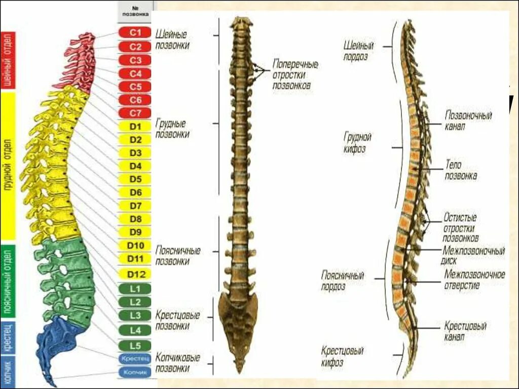 Строение позвоночника по отделам человека с расшифровкой