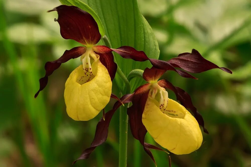 Венерин башмачок крапчатый. Cypripedium calceolus l. Сибирский башмачок цветок. Венерином башмачке. Венерин башмачок семена.
