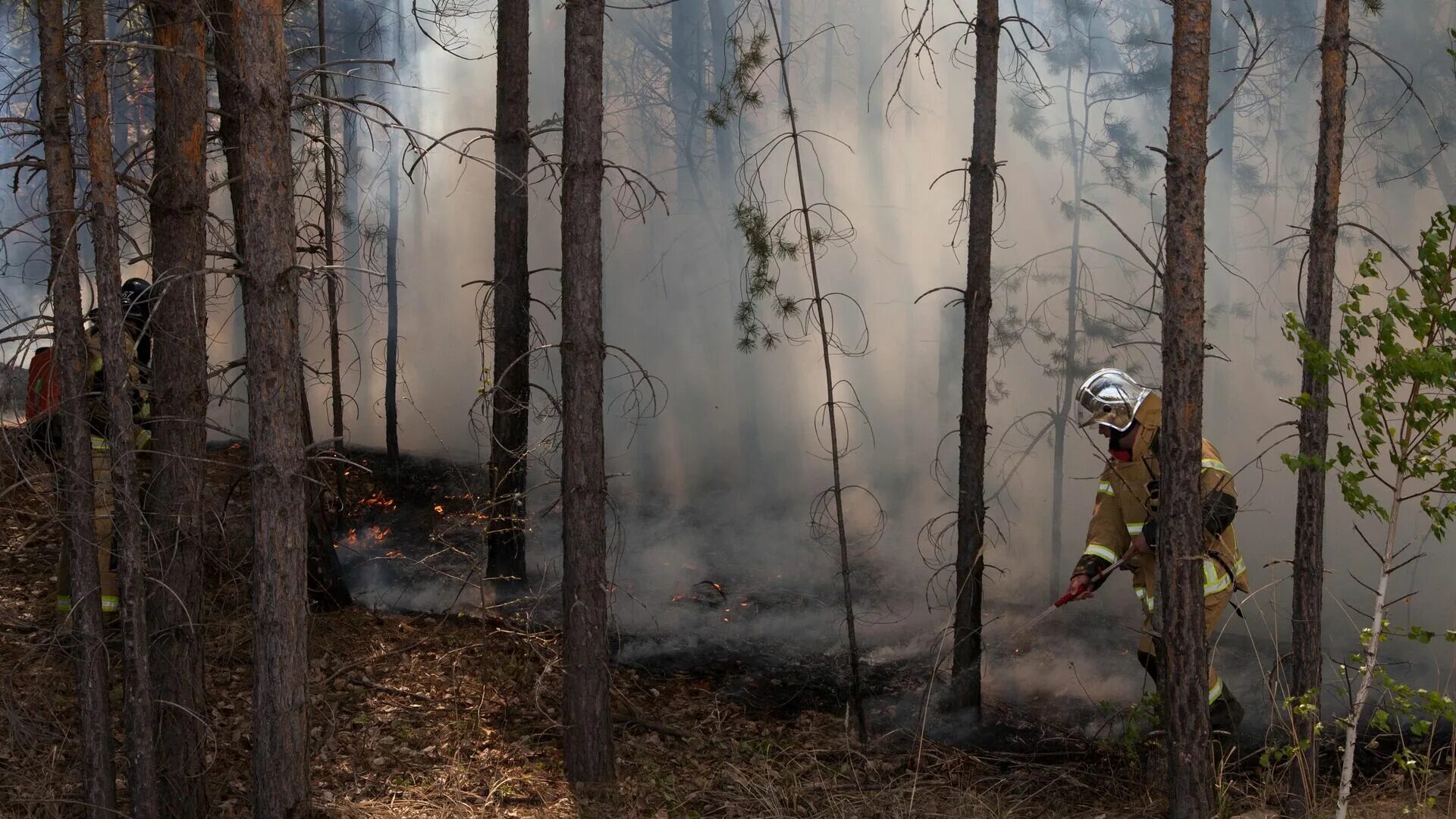 Пожар в лесу. Природные пожары. Потушенный Лесной пожар. МЧС России Лесные пожары.