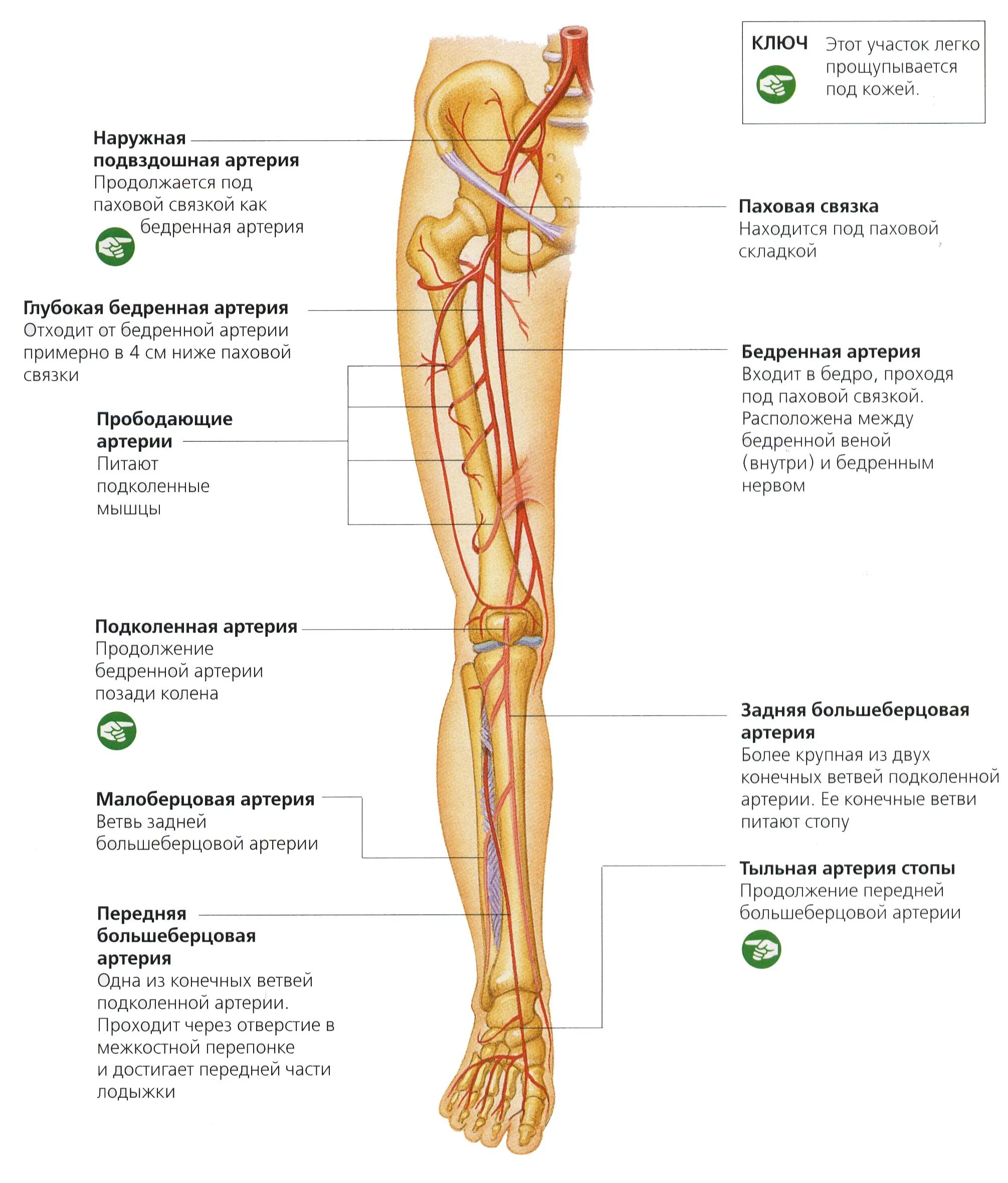 Глубокая бедренная артерия анатомия. Поверхностная бедренная артерия анатомия. Наружная подвздошная артерия схема. Кровоснабжение бедра топографическая анатомия. Артерии нижней конечности бедренная