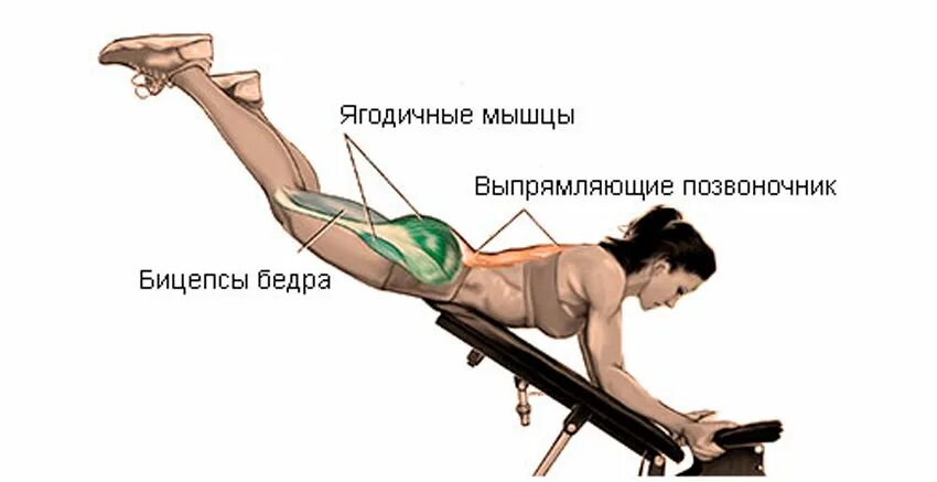 Мышцы выпрямляющие ногу. Тренажёр обратная гиперэкстензия реверсивнаяgfz124. гиперэкстензия упражнение мышцы. гиперэкстензия на заднюю поверхность бедра. тренажёр гиперэкстензия для боковых мышц.