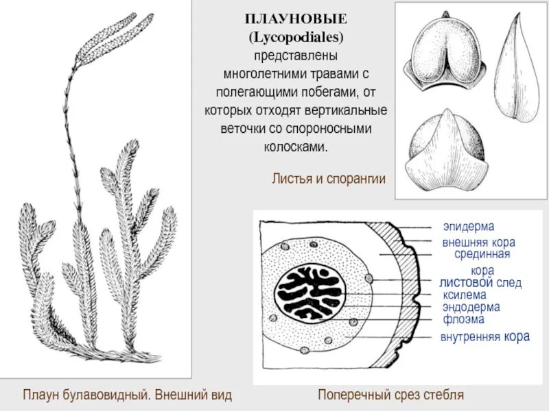 Плаун булавовидный строение. Плаун булавовидный Плауновидные. Стебель плауна булавовидного. Поперечный разрез через стебель плауна. Спорангий плауна