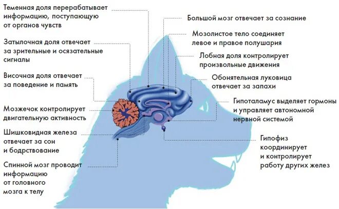 Мозг кошки. Функции мозга у кошки. Мозг кошки строение и функции. Функция головного отдела кошки. Лобные доли у котенка строение.