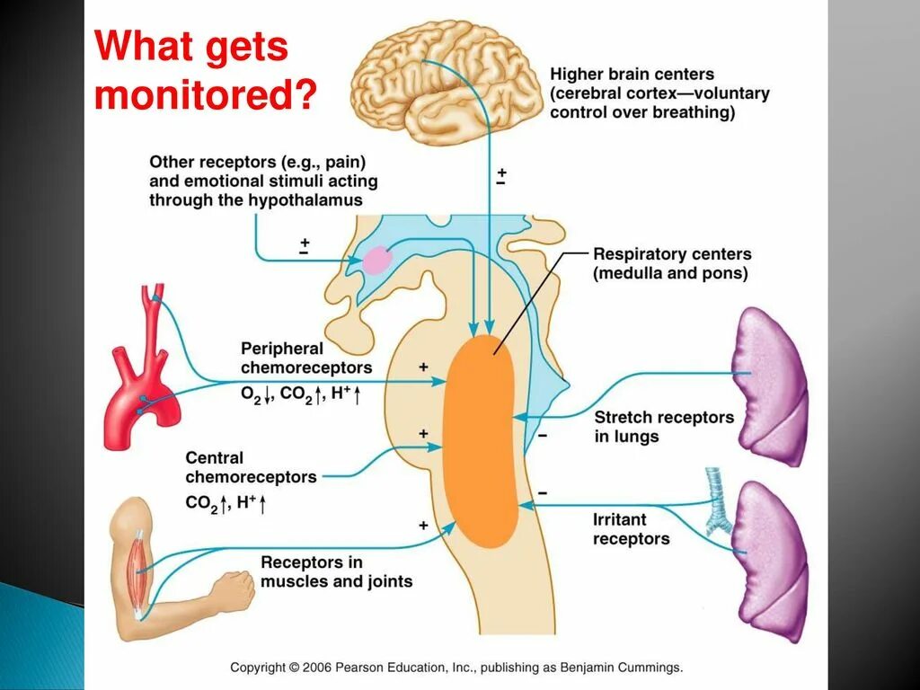 High brains. Respiratory Center of the Medulla. Патофизиология дыхательной системы. Regulation of respiration Physiology. Regulation of External respiration.