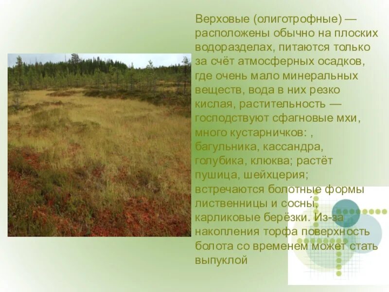 Для какого типа болот характерна олиготрофная растительность. Для какого типа болот характерна олиготрофная растительность. Для какого типа болот характерна олиготрофная растительность. Болото классификация. Для какого типа болот характерна олиготрофная растительность.