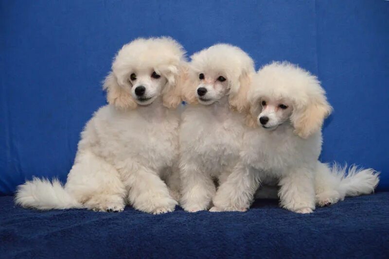 белый пудель сканворд 4