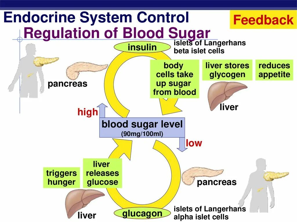 Endocrine Regulation. Endocrine System. Endocrine System functions. The Endocrine System у детей.