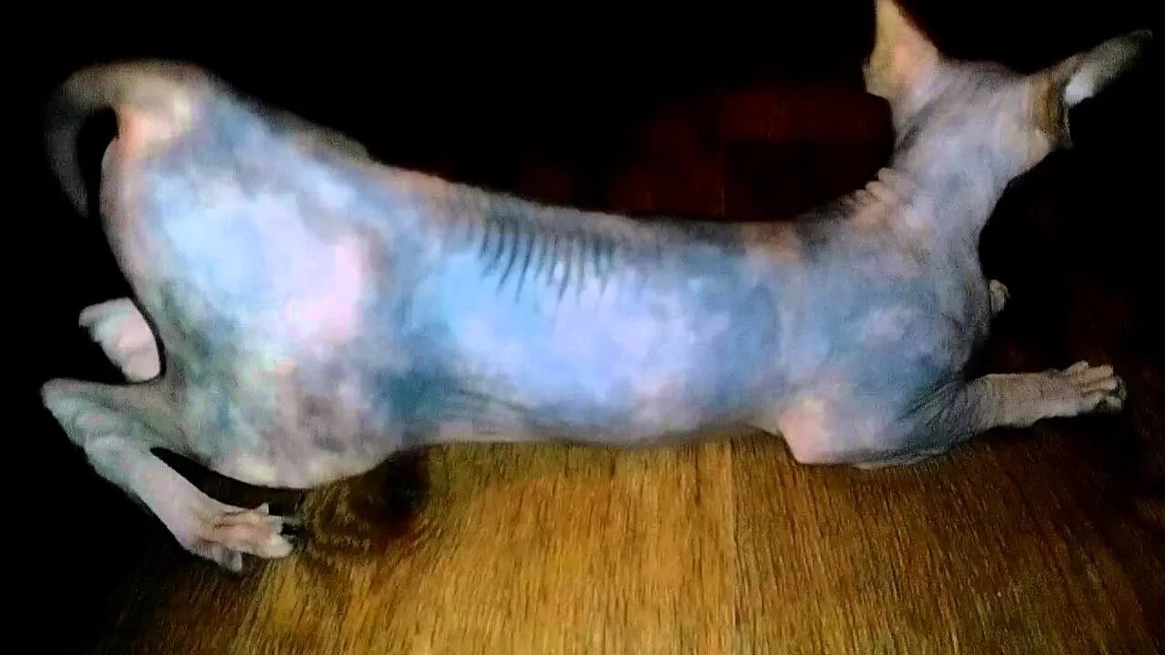 Кошка сфинкс гуляет