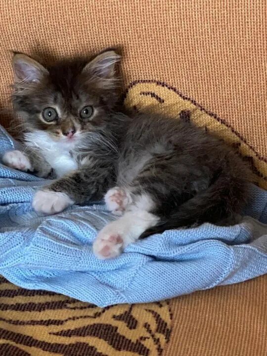 Отдам котят нея. Месячные котята. котенок 2 месяца. маленьких котиков. 2 месячный котенок.