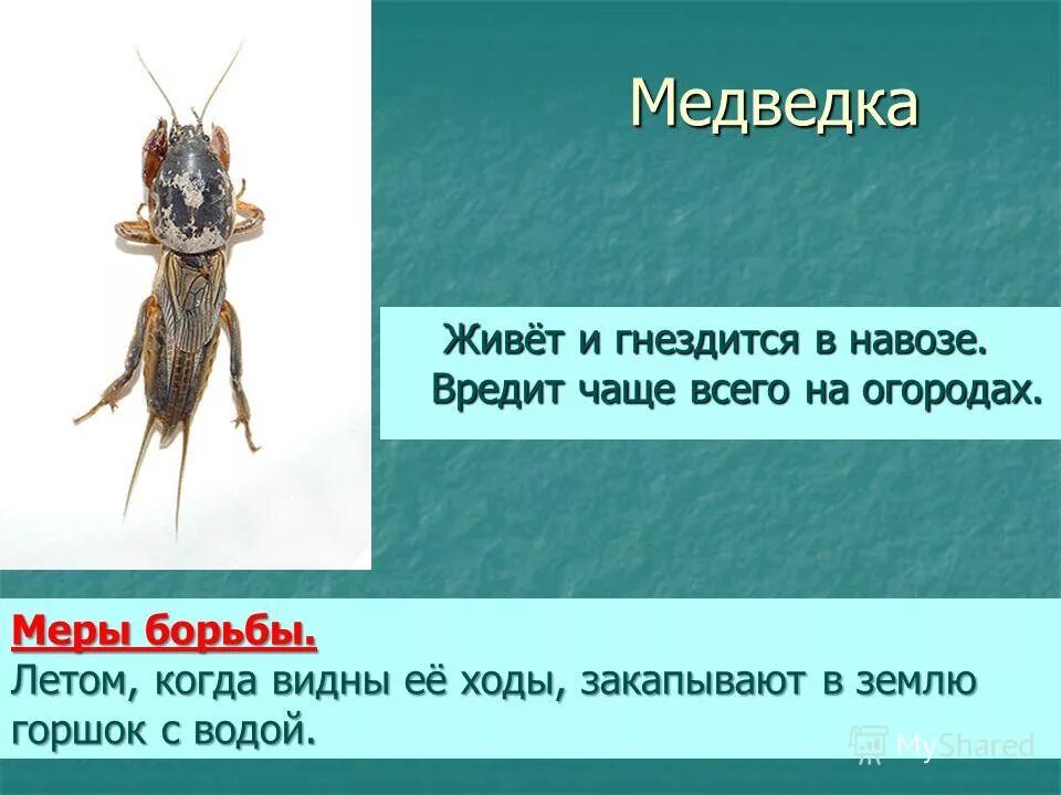 Интересный рассказ про насекомых. Интересное насекомое доклад. Интересные факты о муравьях. Интересные факты о божьей коровке для детей. Доклад о насекомых.
