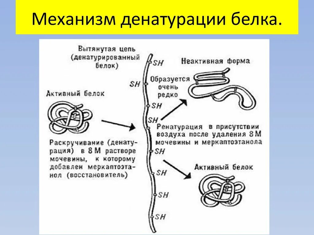 Процессы денатурации белка. Механизм денатурации белков. Химические механизмы денатурации белков. Механизм денатурации белков биохимия. Механизм денатурации белка.