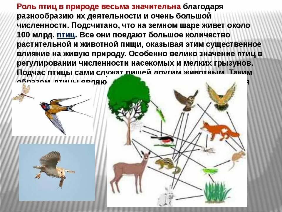 презентация значение птиц в природе. значение птиц в природе и жизни человека. презентация значение птиц в природе. роль птиц в природе. значение птиц для человека.