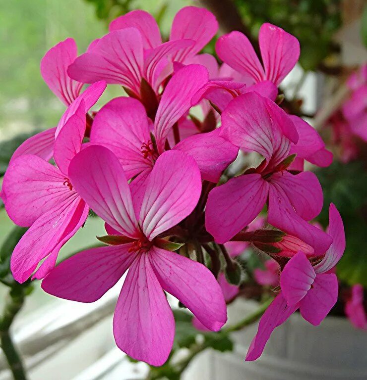 Герань песня слушать. Пеларгония Pink Geranium 2008. Герань Египетская. Мамина герань. Герань Египетская фото.