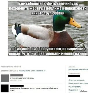 Прикол про утку