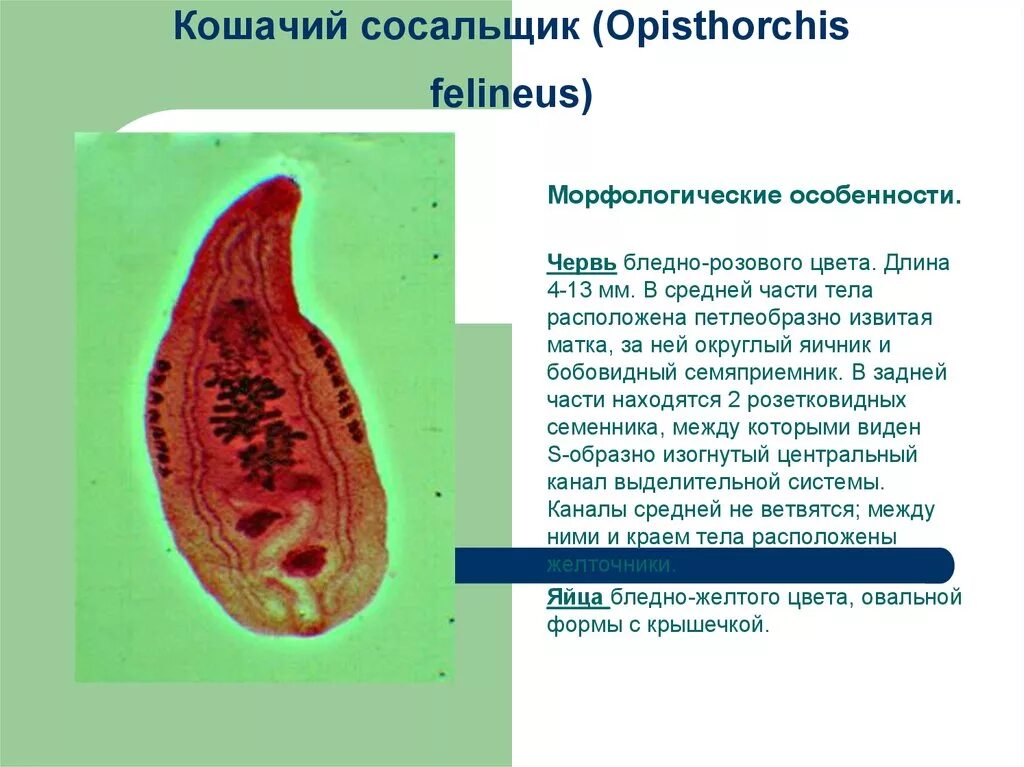 Систематика сосальщиков. Кошачий (Сибирский) сосальщик (Opisthorchis felineus). Черви-сосальщики – трематоды.. Кошачий Сибирский сосальщик Opisthorchis felineus строение. Половозрелая особь кошачьего сосальщика.