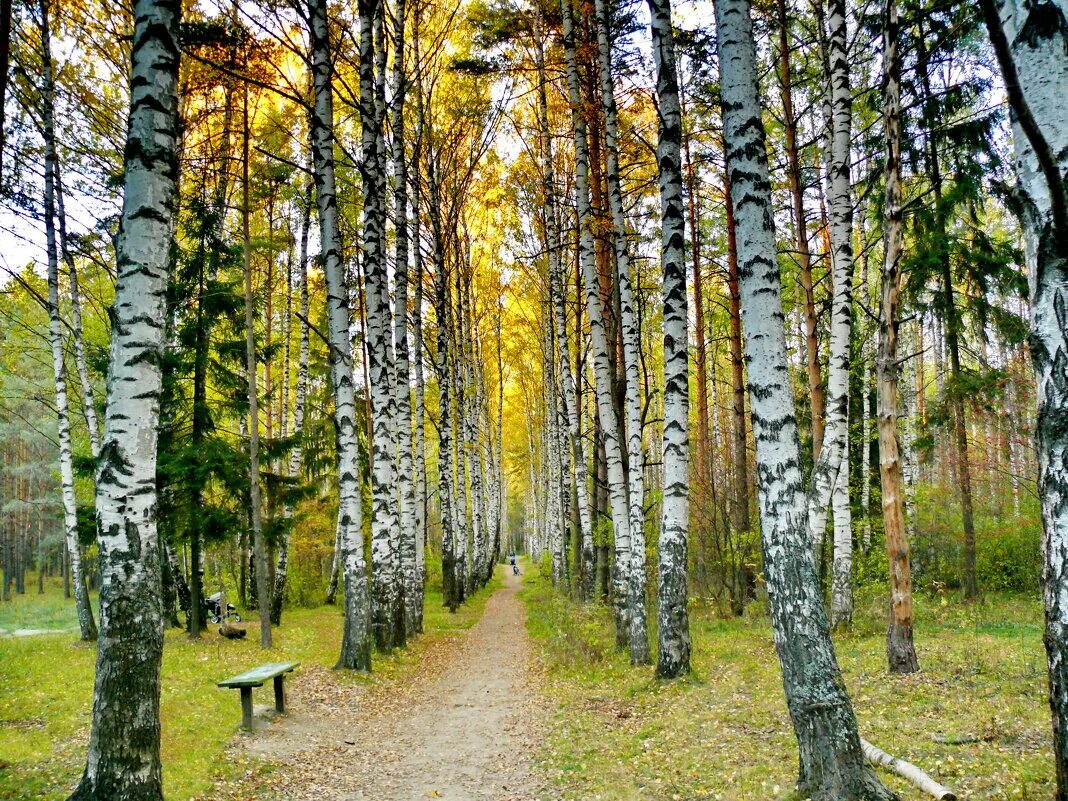 аллея в березовой роще. березовая роща аллея. березовая роща аллея. парк березовая роща ховрино. березовая роща заболотский.