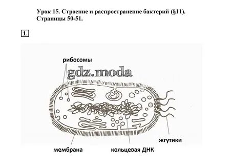 ОТВЕТ на задание № 1 Рабочая тетрадь по Биологии 5 класс Пасечник Линия жизни