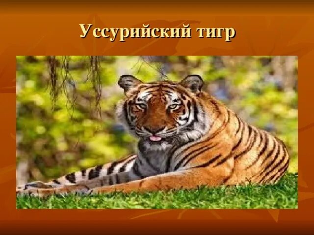 Проект уссурийский тигр 3 класс Урок окружающего мира "Прошлое и настоящее глазами эколога" 4 класс
