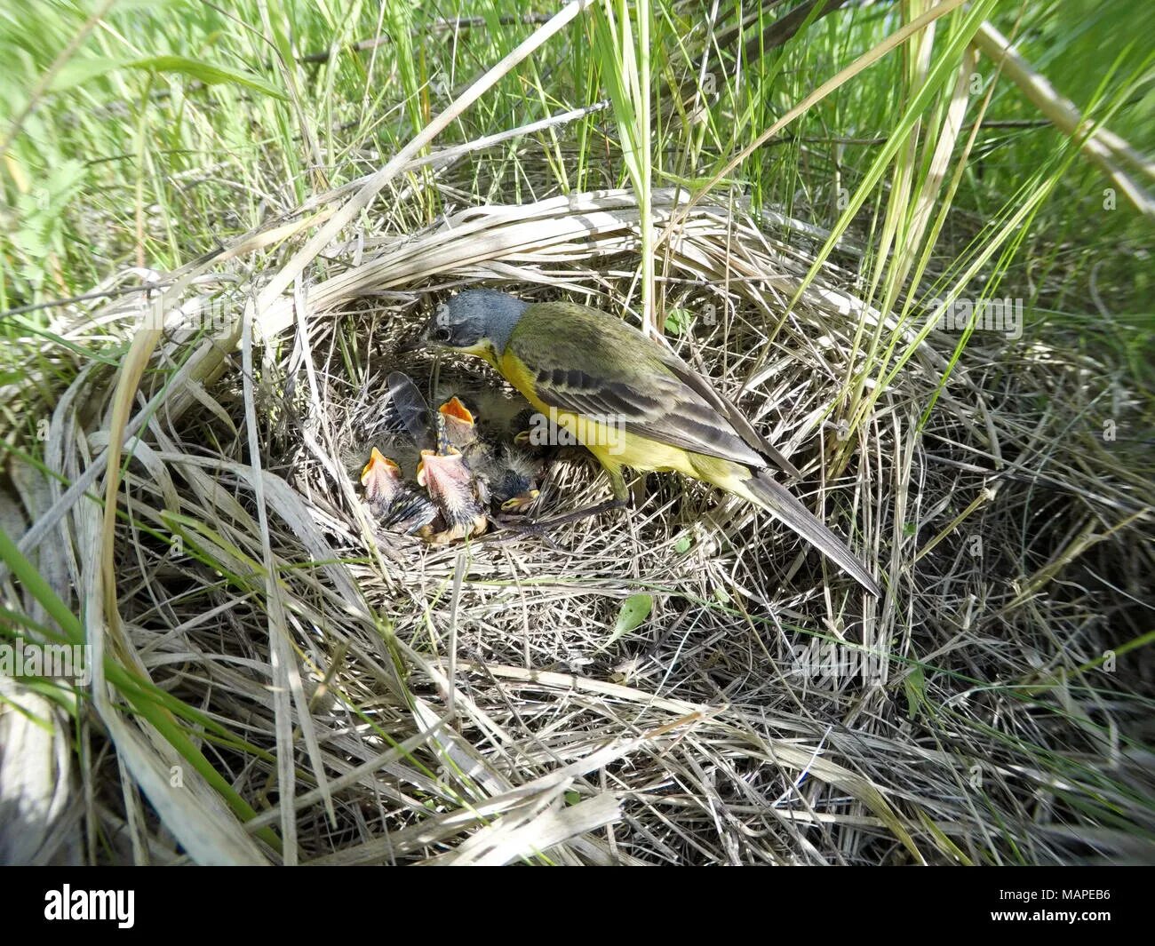 The nest of pea