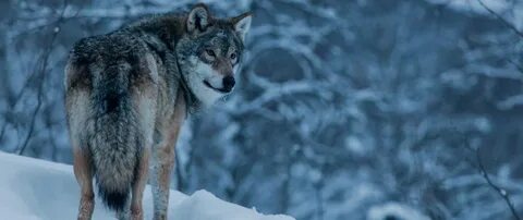 Wolf lodge