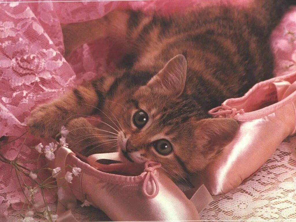 Сказку розовый котенок. Розовый котенок. котик на розовом фоне. розовая кошка. котенок в розовых цветах.