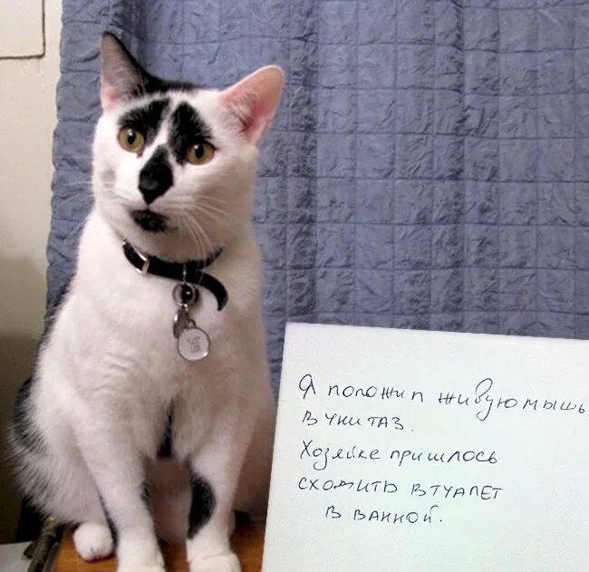 Смешное прощение. Провинившийся кот. Записка с котиком. Кот просит прощения. Провинившиеся коты с табличками.